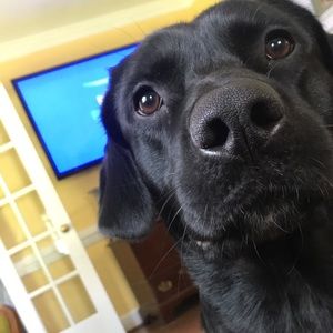 Meet your Posher, Dawson